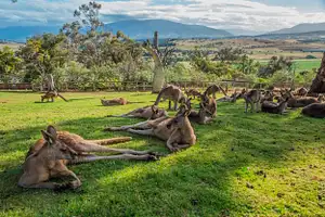 Tasmanian Highlights Tour Package deals