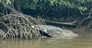 Jetski Croc Spotting Tour | Cairns