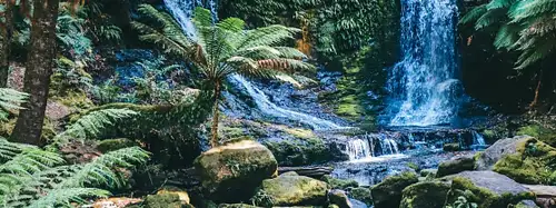 Daintree Rainforest