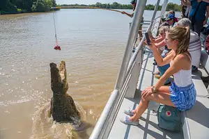 Jumping saltwater croc cruise