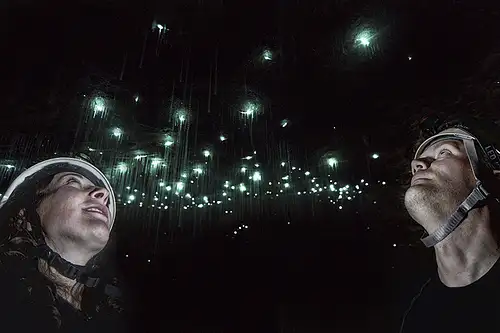 Glow worms new Zealand