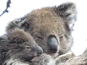 Koala Safari from Port Lincoln