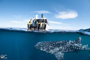 Swim with Whale Sharks Adventure | Coral Bay
